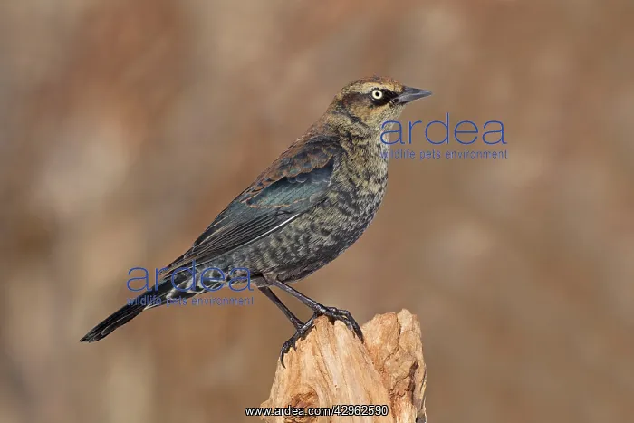 : Rusty Blackbird - perched on stump - February : Rusty Blackbird - perched on stump - February