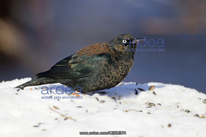 : Rusty Blackbird - in snow - January : Rusty Blackbird - in snow - January