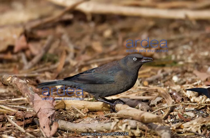 : Rusty Blackbird - in winter plumage : Rusty Blackbird - in winter plumage