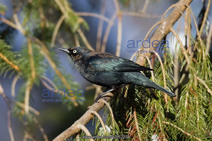 : Rusty Blackbird - in winter plumage : Rusty Blackbird - in winter plumage