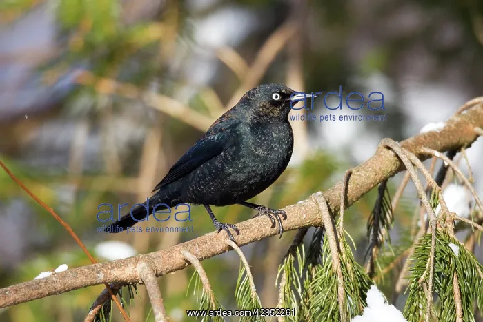: Rusty Blackbird - in winter plumage : Rusty Blackbird - in winter plumage