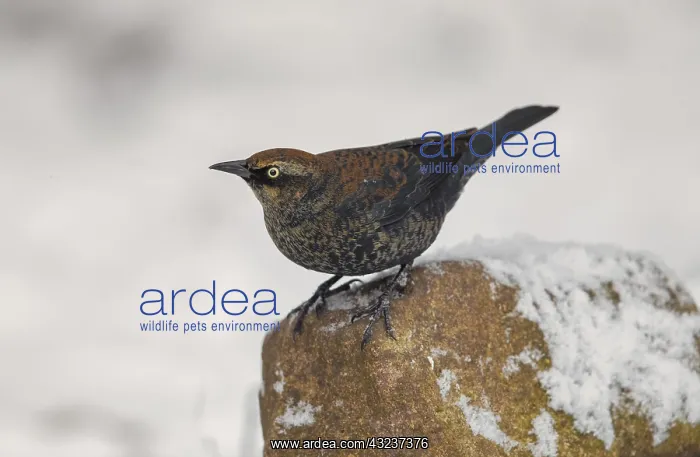 : Rusty Blackbird in winter plumage : Rusty Blackbird in winter plumage