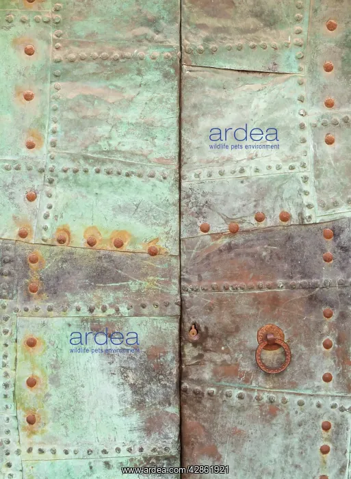 : Rusty iron door : Rusty iron door