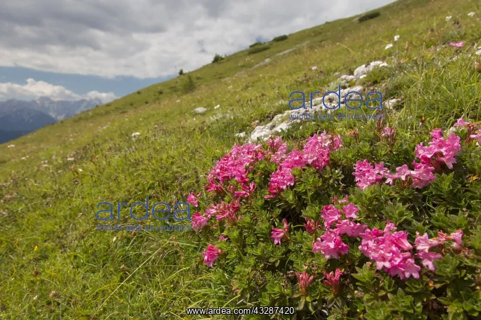 : Rusty-leaved Alpenrose - flowering plants - Hohe : Rusty-leaved Alpenrose - flowering plants - Hohe