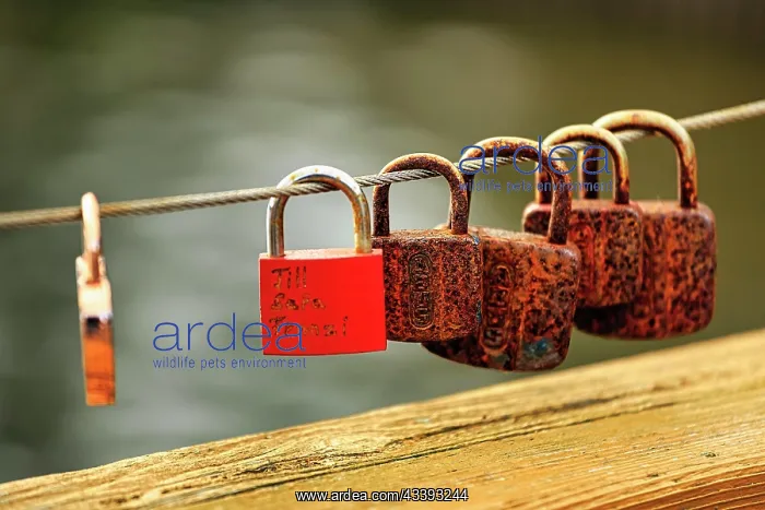 : Rusty love locks, bridge railing at the village : Rusty love locks, bridge railing at the village
