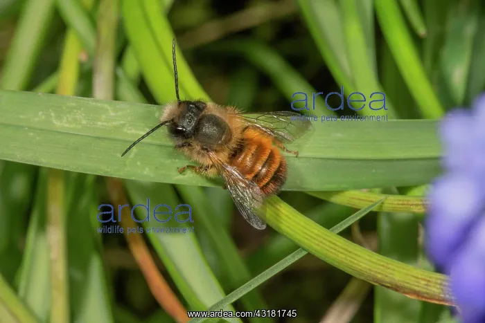: Rusty mason bee (Osmia bicornis) sunning itself : Rusty mason bee (Osmia bicornis) sunning itself