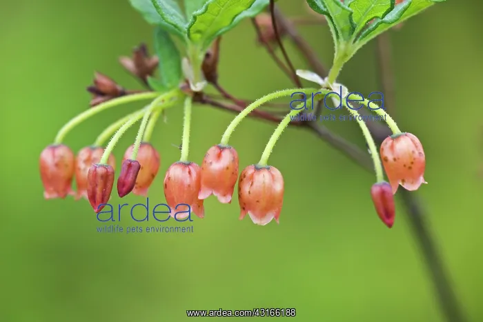 : Rusty Menziesia : Rusty Menziesia