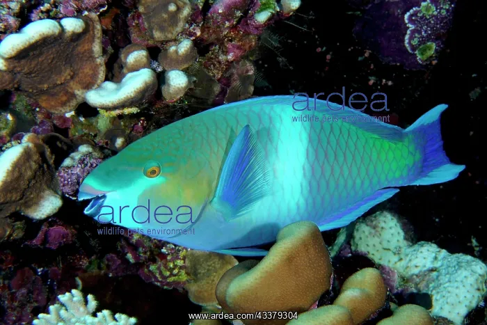: Rusty parrotfish (Scarus ferrugineus), Daedalus : Rusty parrotfish (Scarus ferrugineus), Daedalus