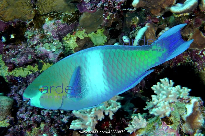 : Rusty parrotfish (Scarus ferrugineus), Daedalus : Rusty parrotfish (Scarus ferrugineus), Daedalus