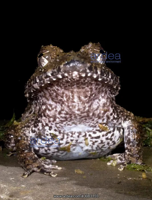 : Rusty Robber Frog : Rusty Robber Frog