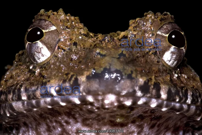 : Rusty Robber Frog : Rusty Robber Frog