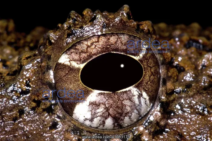 : Rusty Robber Frog : Rusty Robber Frog