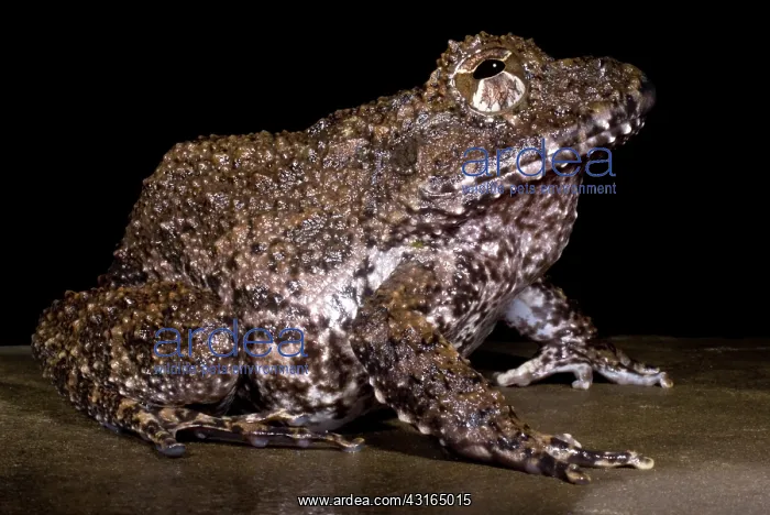: Rusty Robber Frog : Rusty Robber Frog
