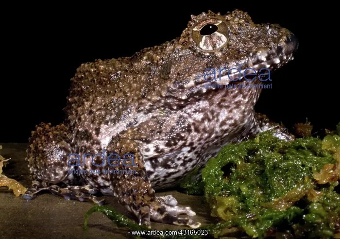 : Rusty Robber Frog : Rusty Robber Frog