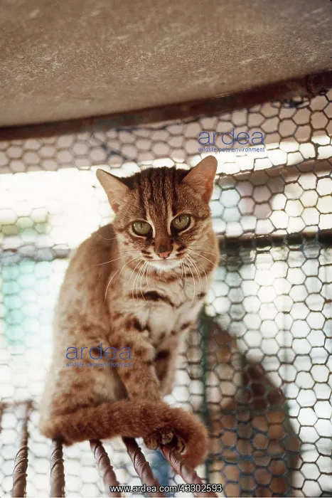 : RUSTY SPOTTED CAT - in capivity : RUSTY SPOTTED CAT - in capivity