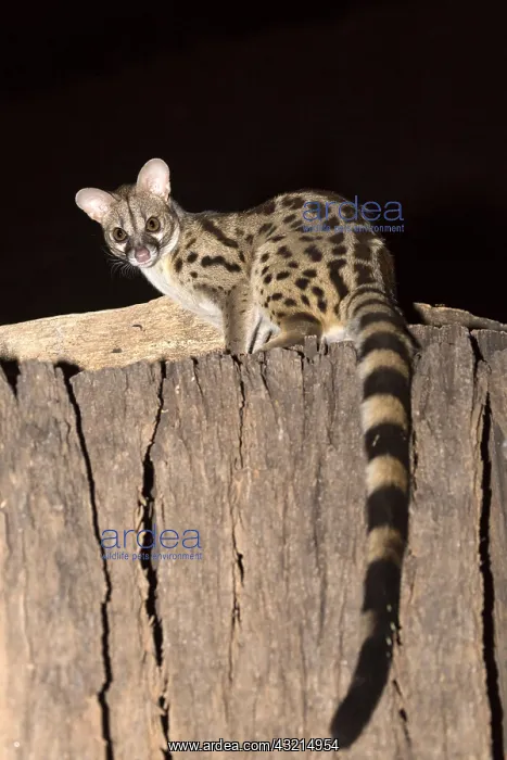 : Rusty-spotted genet (Genetta maculata), Large-spotted : Rusty-spotted genet (Genetta maculata), Large-spotted