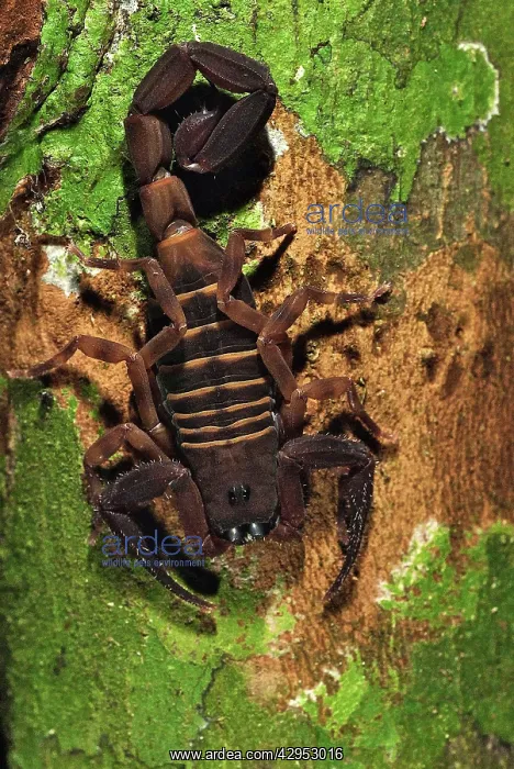 : Rusty Thick Tail Scorpion : Rusty Thick Tail Scorpion