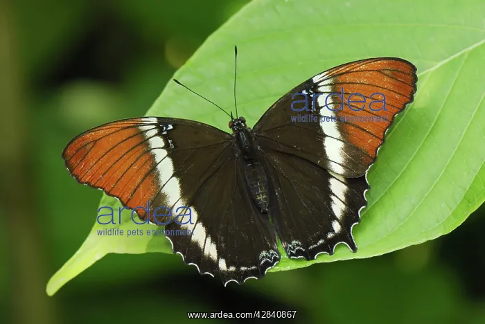 : Rusty-tipped Page Butterfly : Rusty-tipped Page Butterfly