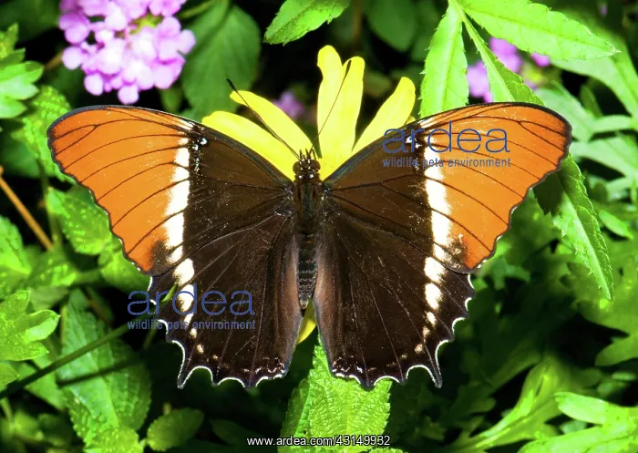 : Rusty Tipped Page Butterfly : Rusty Tipped Page Butterfly