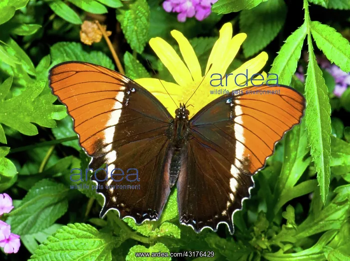 : Rusty-Tipped Page Butterfly : Rusty-Tipped Page Butterfly