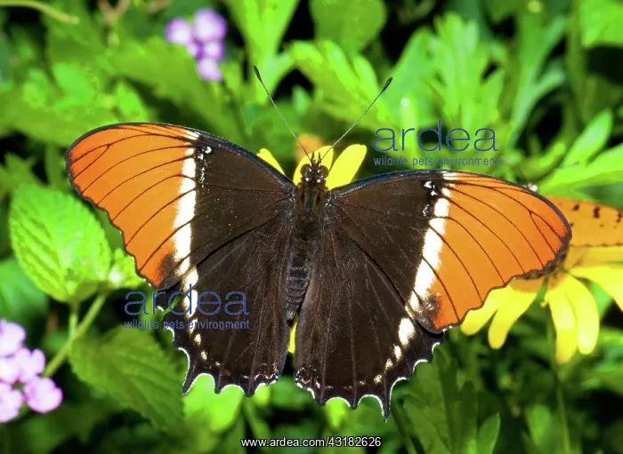: Rusty-Tipped Page Butterfly : Rusty-Tipped Page Butterfly