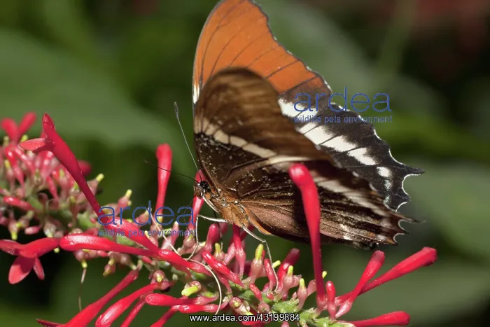 : Rusty Tipped Page Butterfly : Rusty Tipped Page Butterfly