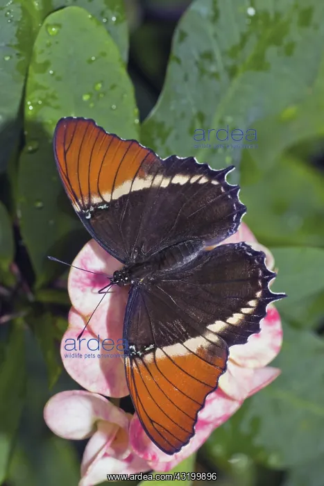 : Rusty Tipped Page Butterfly : Rusty Tipped Page Butterfly