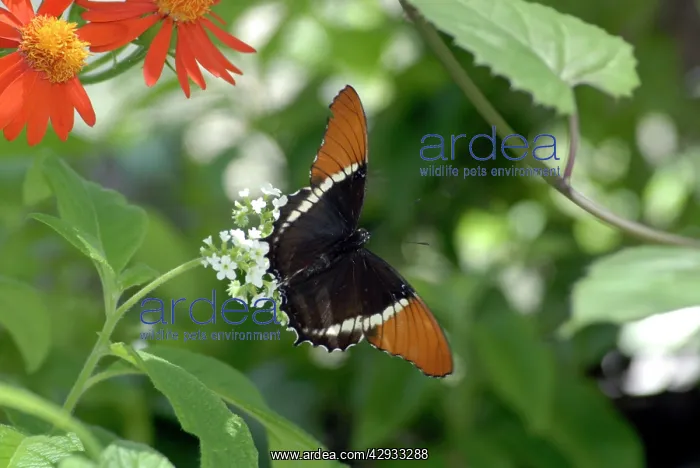 : Rusty-tipped Page Butterfly resting on leaf : Rusty-tipped Page Butterfly resting on leaf