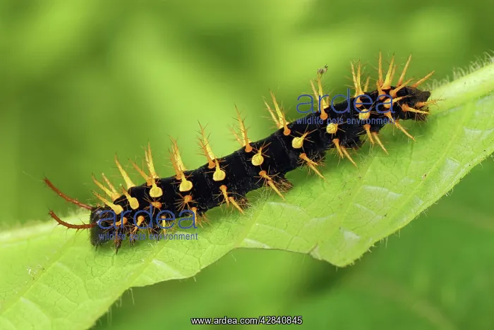 : Rusty-tipped Page Caterpillar : Rusty-tipped Page Caterpillar