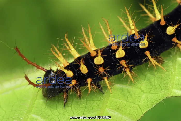 : Rusty-tipped Page Caterpillar : Rusty-tipped Page Caterpillar