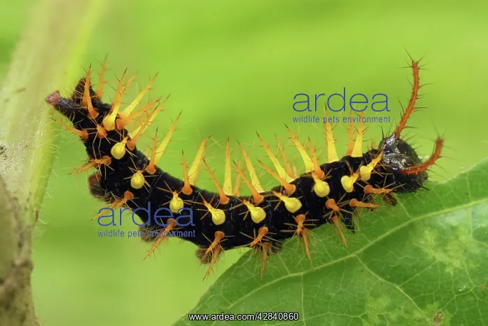 : Rusty-tipped Page Caterpillar : Rusty-tipped Page Caterpillar