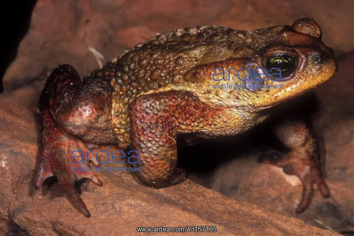: Rusty Toad : Rusty Toad