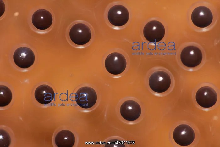  : Rusty Tree Frog (Hypsiboas boans) eggs of during