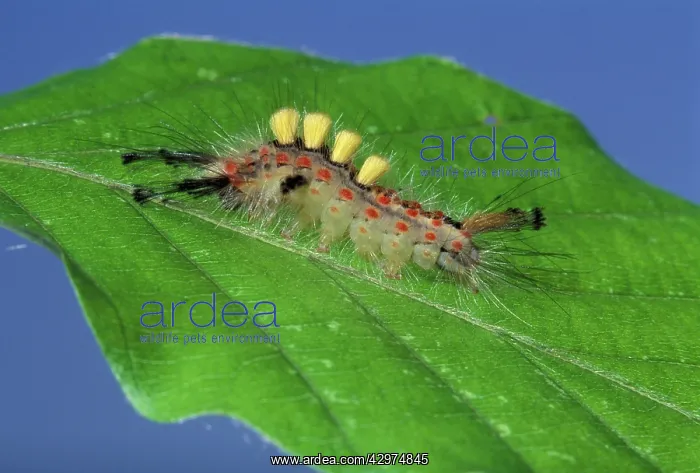 : Rusty Tussock Moth - Caterpillar : Rusty Tussock Moth - Caterpillar