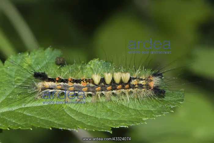 : Rusty Tussock Moth caterpillar : Rusty Tussock Moth caterpillar