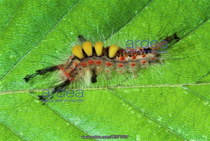 : Rusty Tussock Moth / Vapourer Moth - Caterpillar : Rusty Tussock Moth / Vapourer Moth - Caterpillar