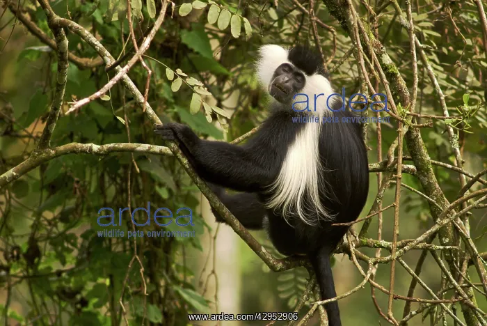 : Ruwenzori Black and White Colobus Monkey : Ruwenzori Black and White Colobus Monkey