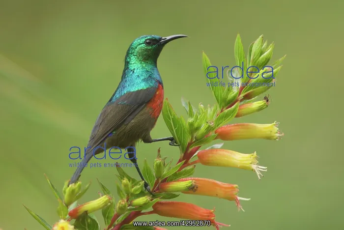 : Ruwenzori Double Collared Sunbird : Ruwenzori Double Collared Sunbird