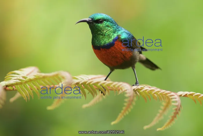 : Ruwenzori Double Collared Sunbird : Ruwenzori Double Collared Sunbird