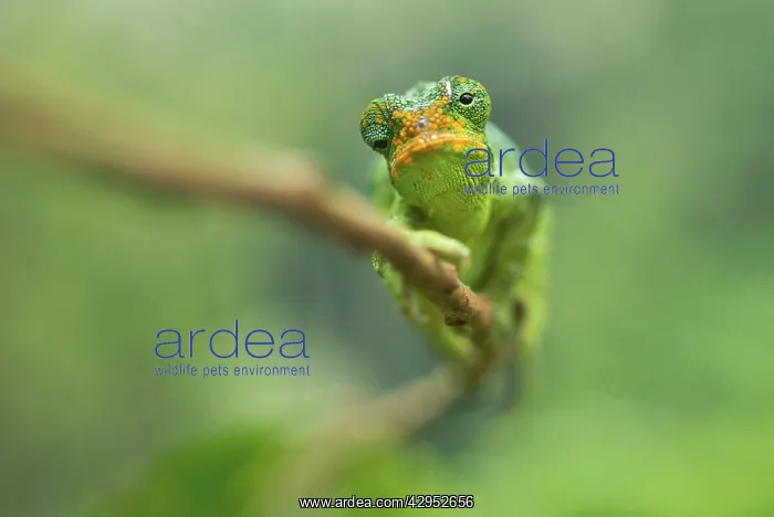 : Ruwenzori Three Horned Chameleon - adult female : Ruwenzori Three Horned Chameleon - adult female