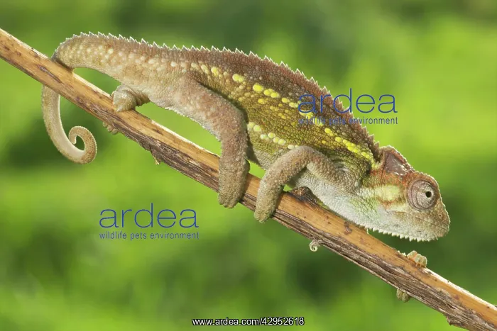 : Ruwenzori Side Striped Chameleon - adult on a branch : Ruwenzori Side Striped Chameleon - adult on a branch