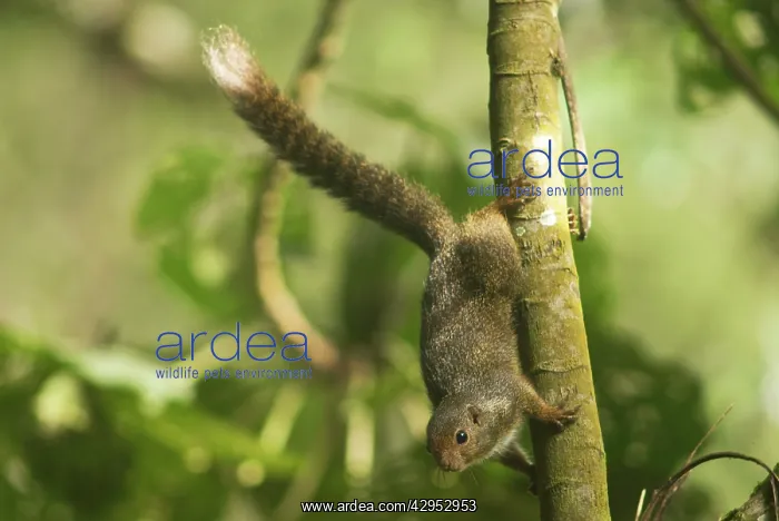 : Ruwenzori Sun Squirrel - adult on a tree branch : Ruwenzori Sun Squirrel - adult on a tree branch
