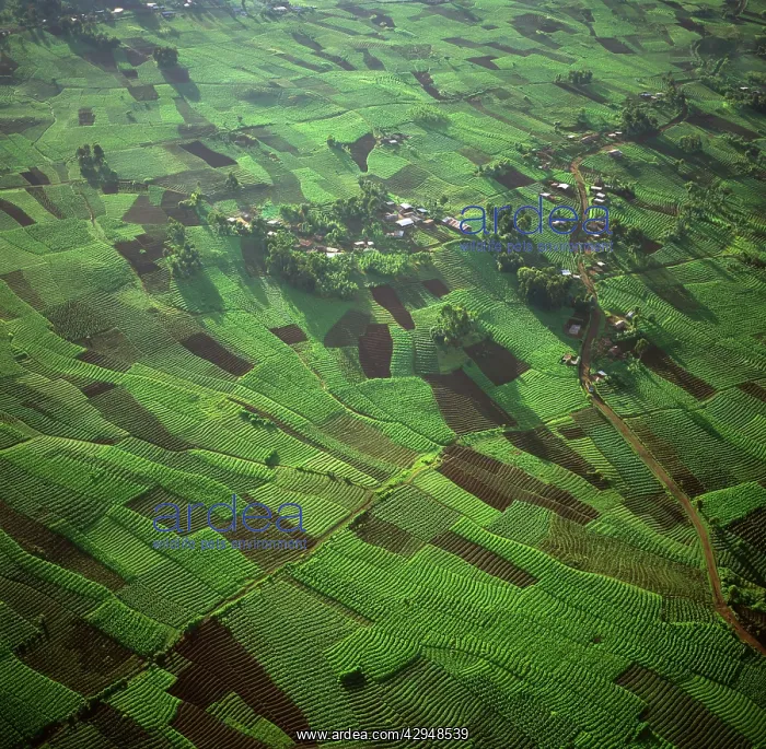 : Rwanda - Aerial view of Africa, Intensive agriculture : Rwanda - Aerial view of Africa, Intensive agriculture