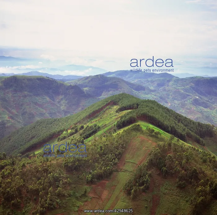 : Rwanda - Africa, Intensive agriculture on Virunga : Rwanda - Africa, Intensive agriculture on Virunga