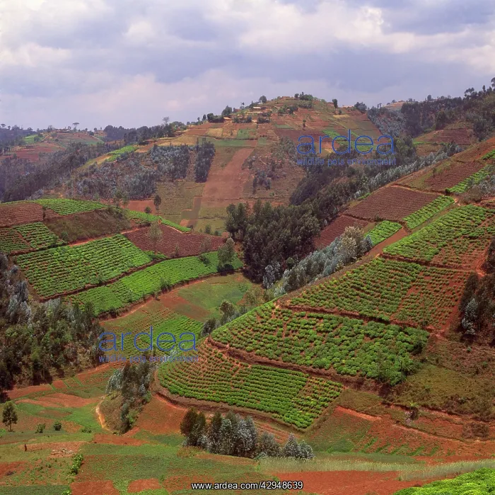 : Rwanda - Africa, Intensive agriculture on Virunga : Rwanda - Africa, Intensive agriculture on Virunga
