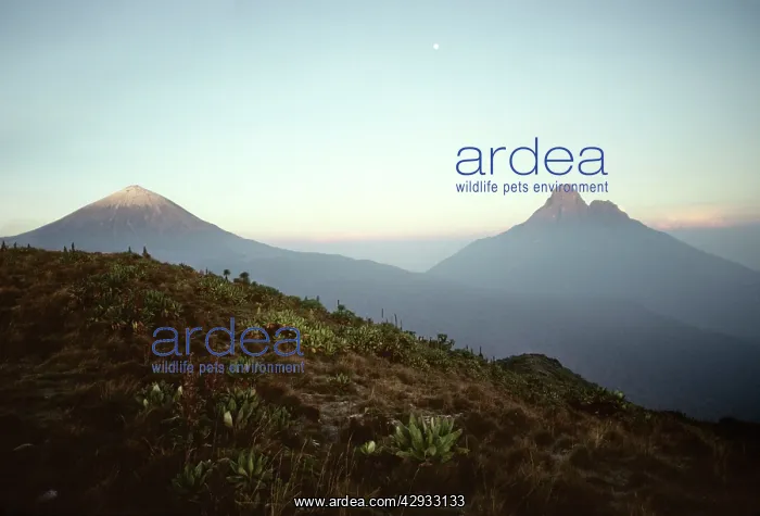 : RWANDA - VIRUNGA VOLCANOES, Karisimbi & Mikeno : RWANDA - VIRUNGA VOLCANOES, Karisimbi & Mikeno