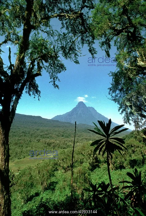 : Rwanda - Virunga Volcanoes, Mount Mikeno : Rwanda - Virunga Volcanoes, Mount Mikeno