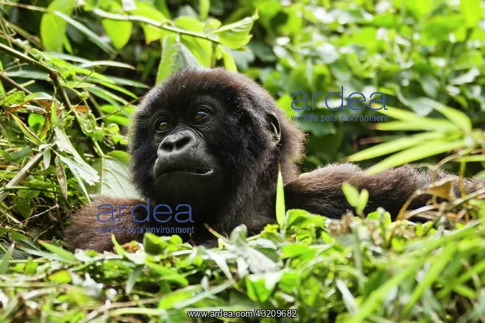 : Rwanda, Volcanoes National Park. Mountain : Rwanda, Volcanoes National Park. Mountain