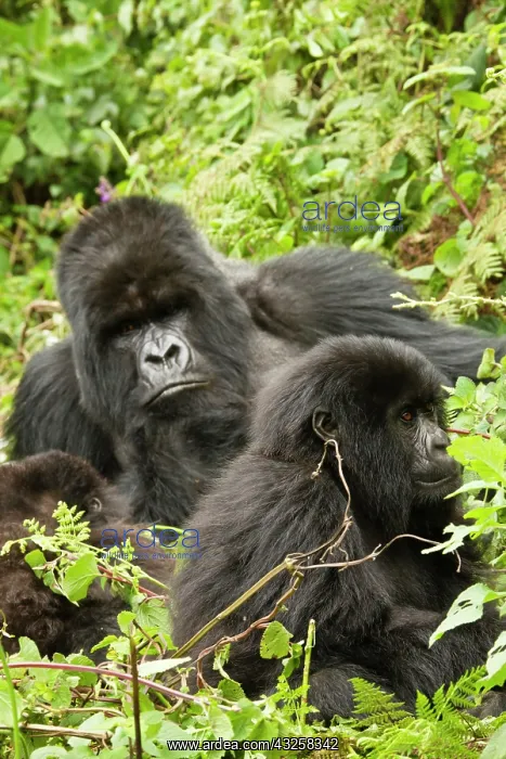  : Rwanda, Volcanoes National Park. Mountain