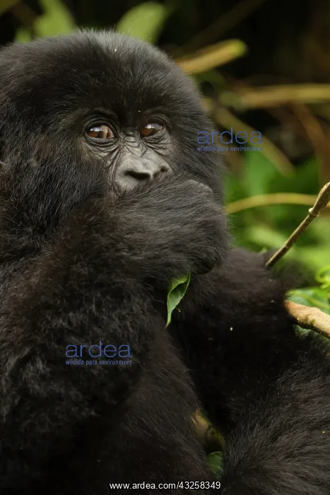 : Rwanda, Volcanoes National Park. Mountain : Rwanda, Volcanoes National Park. Mountain